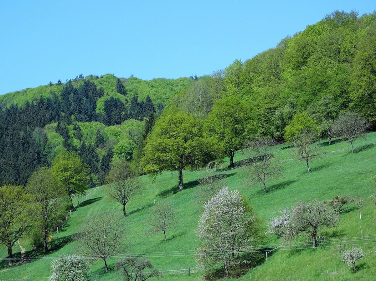 Braun Seelbach (Baden-Wurttemberg)